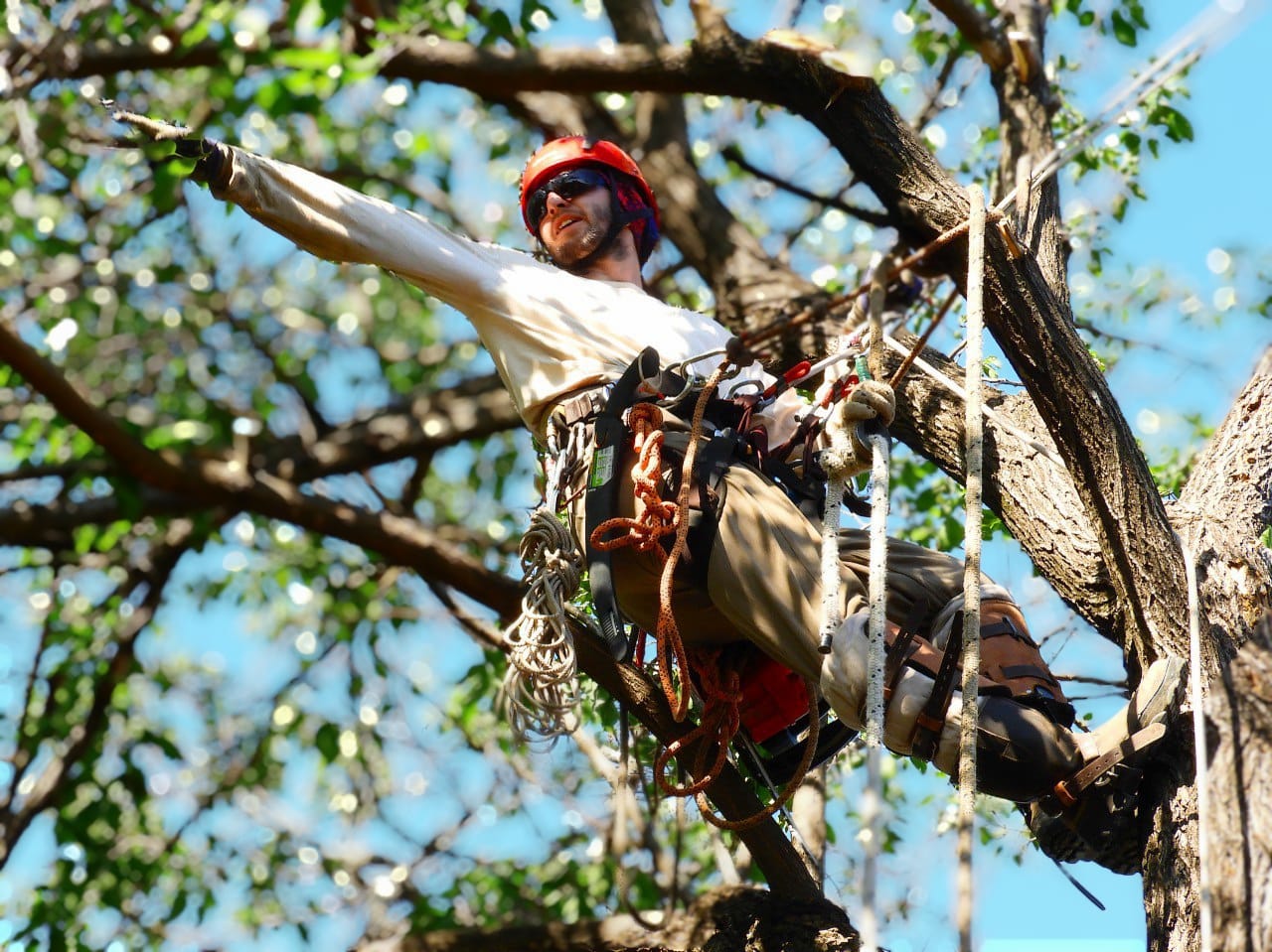 Professional Pruning